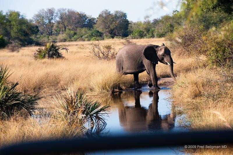 20090614_090824 D3 X1.jpg - Following large herds in Okavango Delta